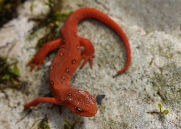 Red Eft